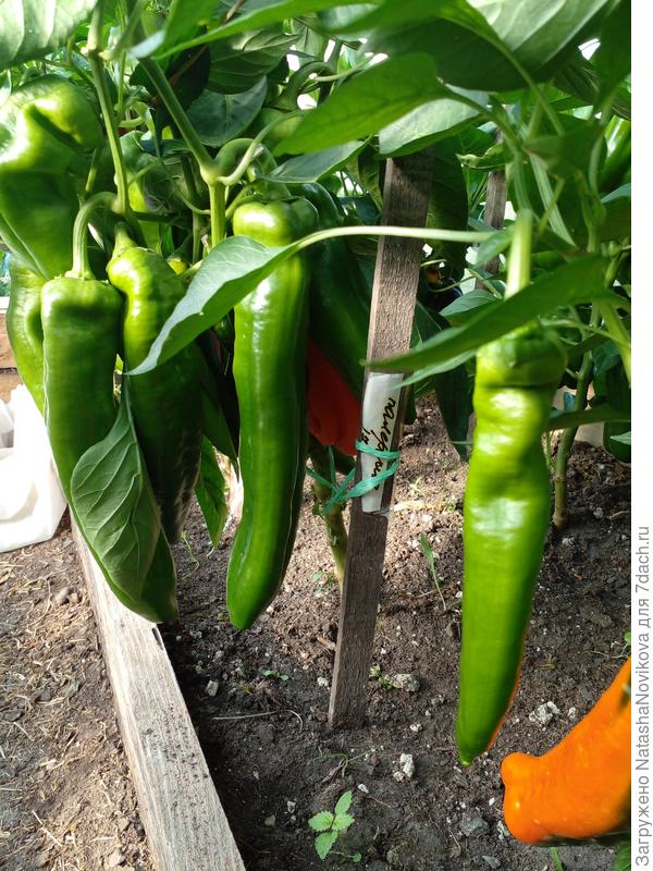 может им тесно?