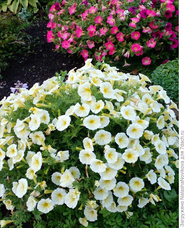 ей уже в конце июля стало тесно, поливаю каждый день, подкормки раз в три дня, тесно ей, завтра хочу подстричь