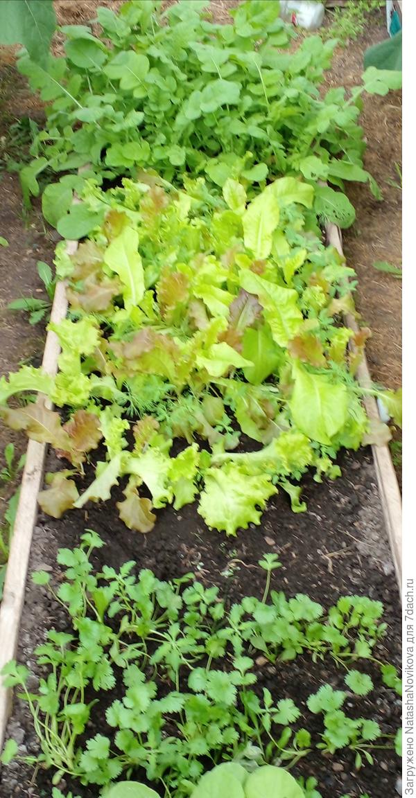 июльские посевы заколосились