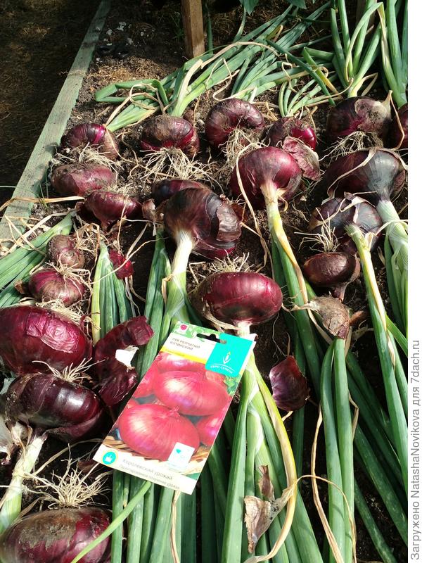 верхние чешуйки сами отлетают))