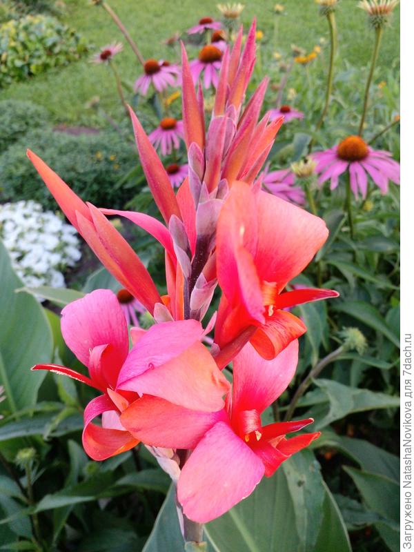 а ещё цветут цветы августОвской красоты))