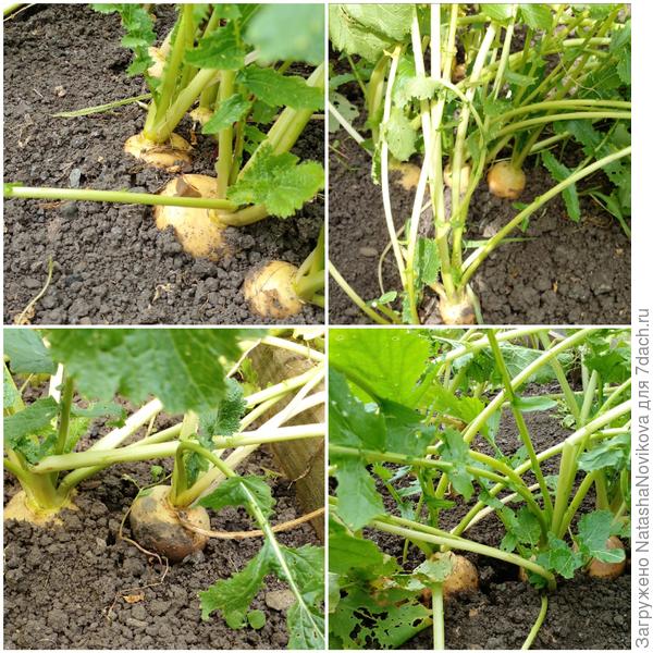 репу доедаю))