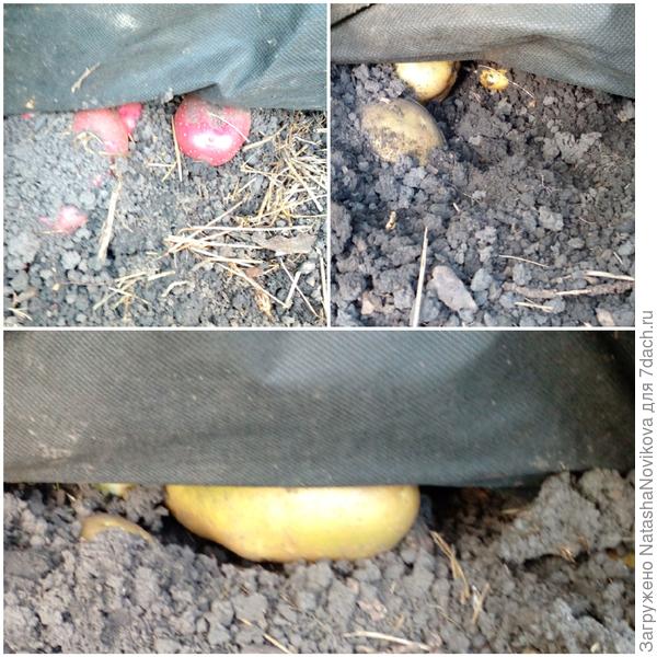 эх, картошка, объеденье...))