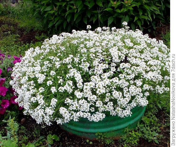 через месяц после высадки рассады