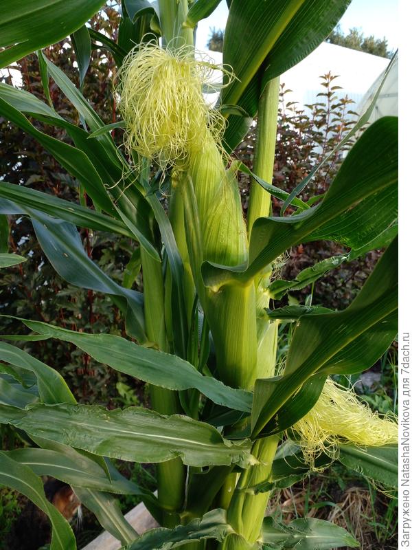 одни причёски