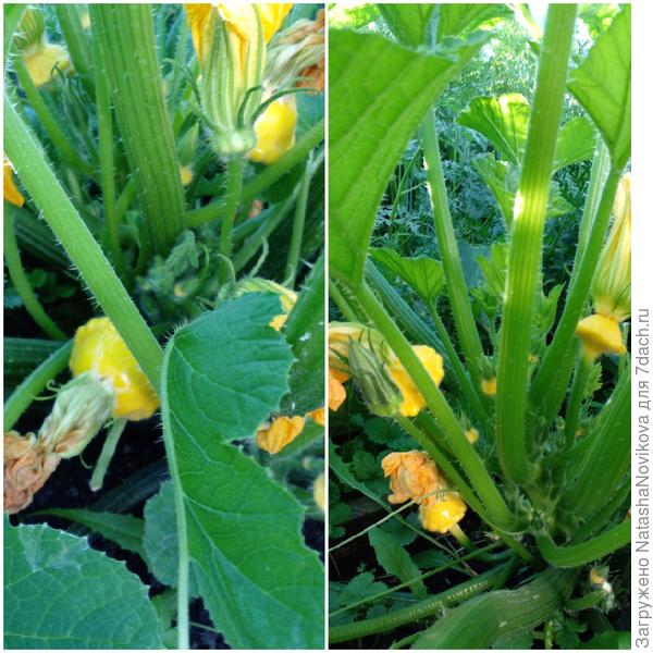 любимые копейки)) повторный посев после заморозков