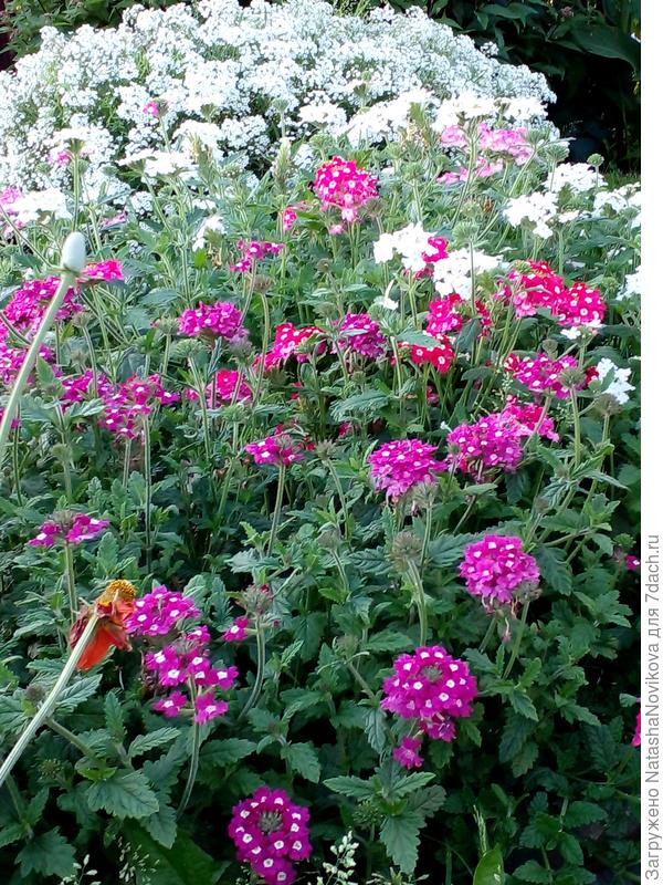 за вербеной то же бочка ))