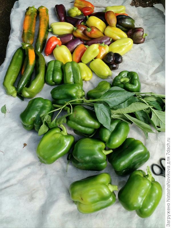 пришлось снимать зелеными, кустики ломится и веточки обламываются