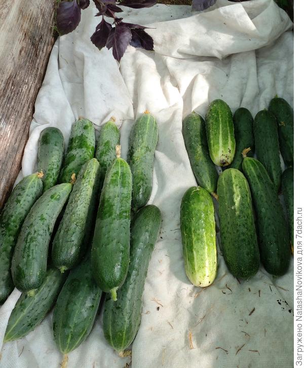 старожилы)) слева "друзья приятели", справа "пташка ранняя"