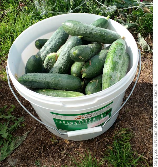 завтра опять буду малосолить к выходным