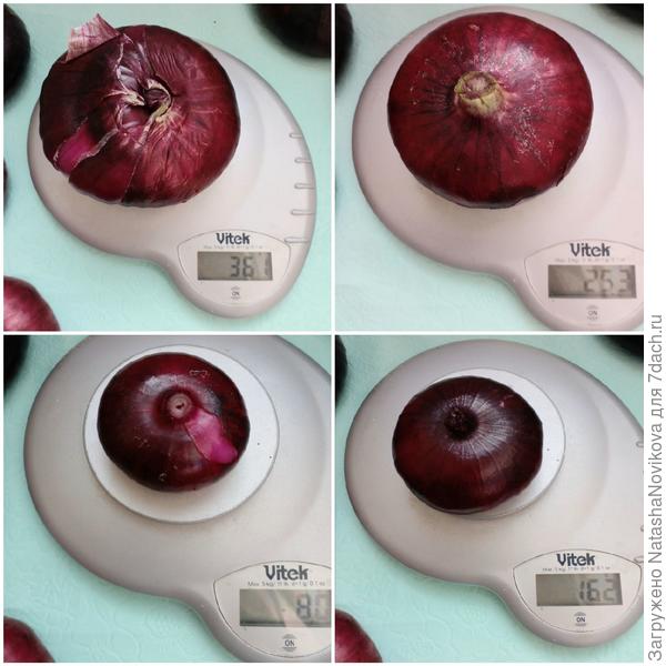 самая мелкая, средние и самая крупные луковицы на весах,