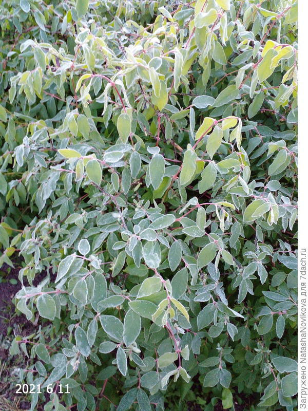 при увеличении тлю хорошо видно, это в начале июня