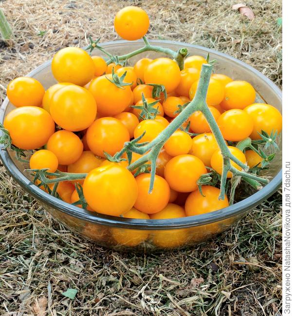 а этот гибрид на десерт, черри &amp;quot;краски&amp;quot; просто конфетки))