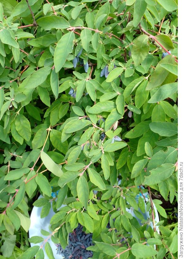 в конце июня было всё уже чистенько