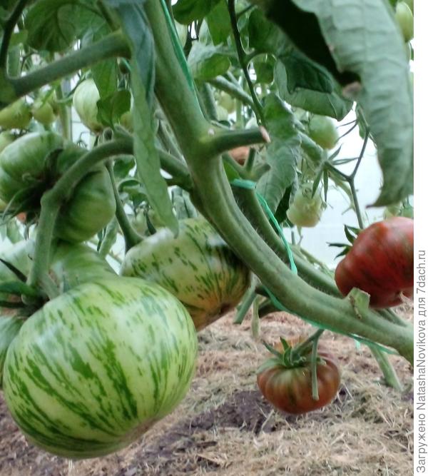 моя любимка, пусть доспевает на кусту