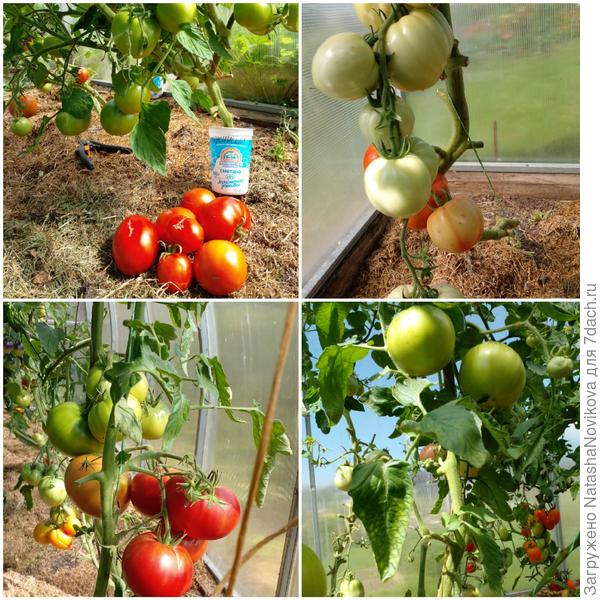 зеленых ещё много, неделю подожду и буду убираться в теплице