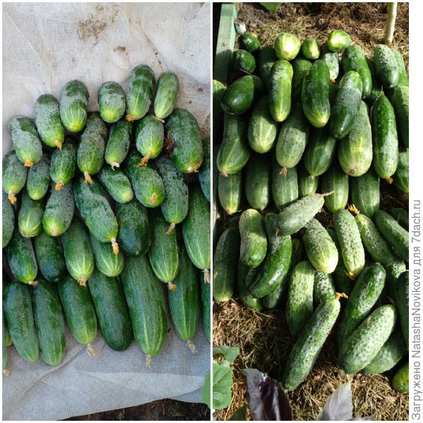 не успеваю собирать