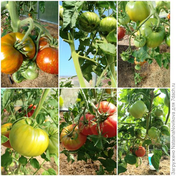 может быть успеют доспеть