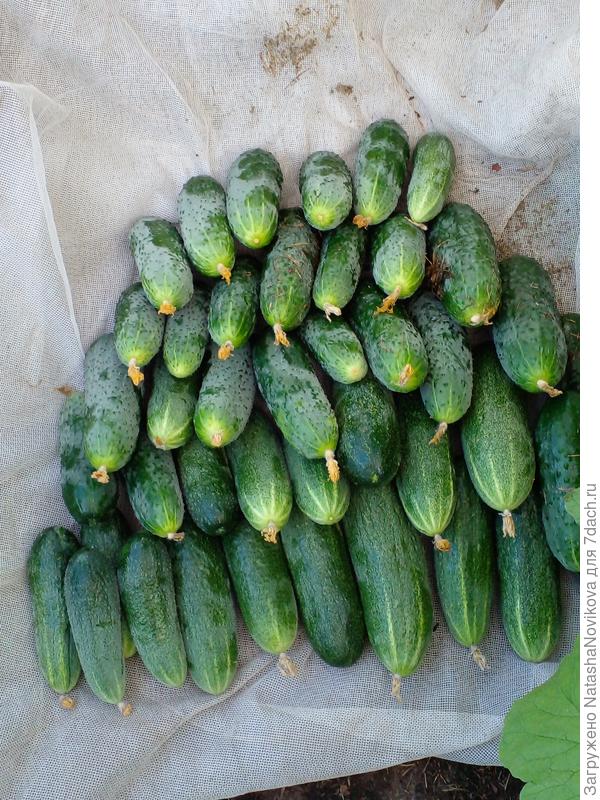 огурцы сдурели