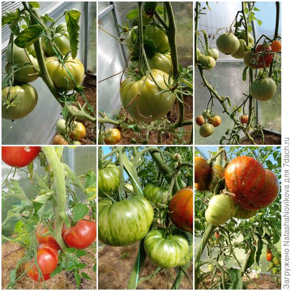 помидор ещё много зеленых