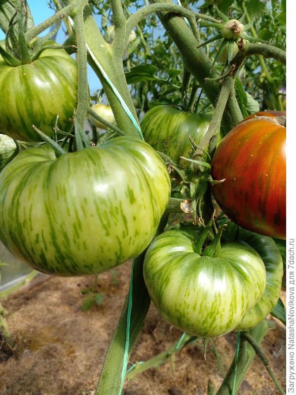 если бы не зимний июнь, она бы не такого ещё выдала))