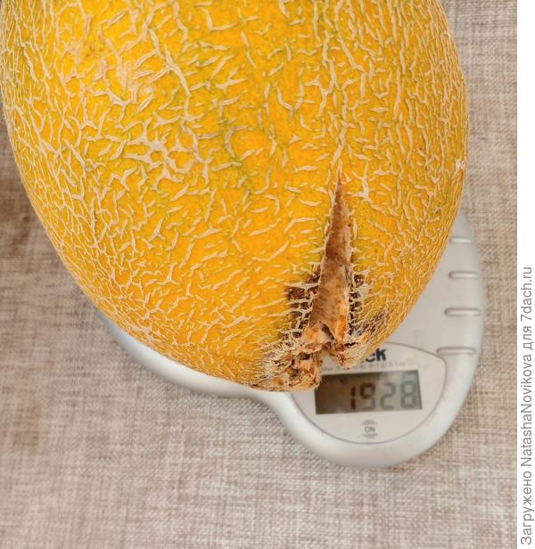 может они от веса лопаются((