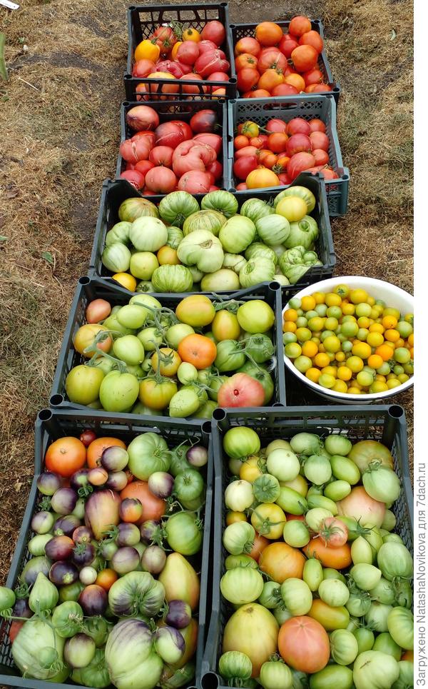 собрала последние томаты