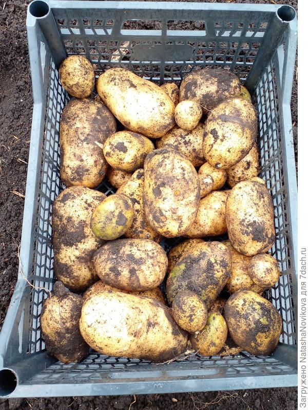 общий урожай из четырёх стаканчиков рассады))