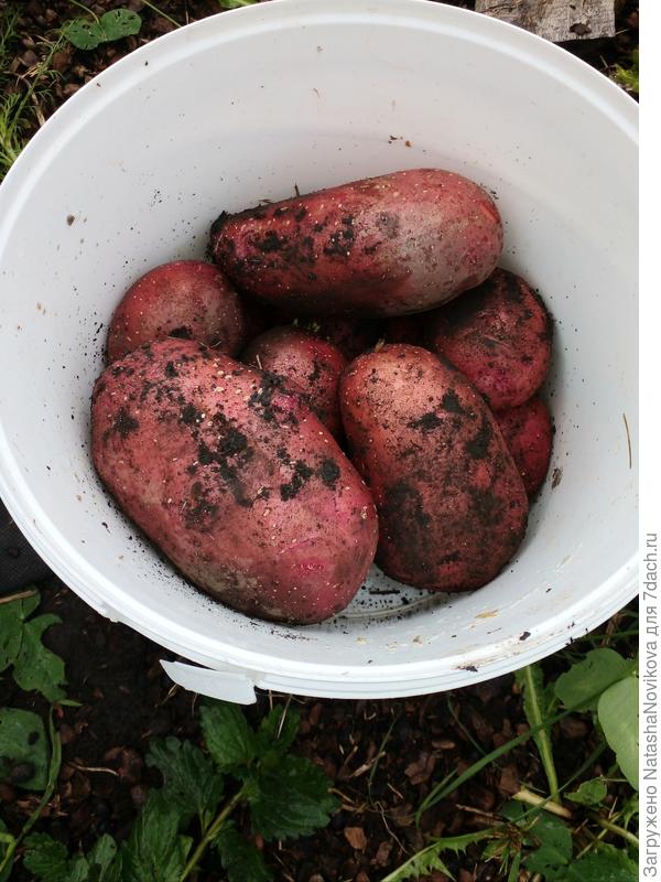 сорвала те картошечки, который уже практически не держатся, остальные оставила, пусть подрастут))