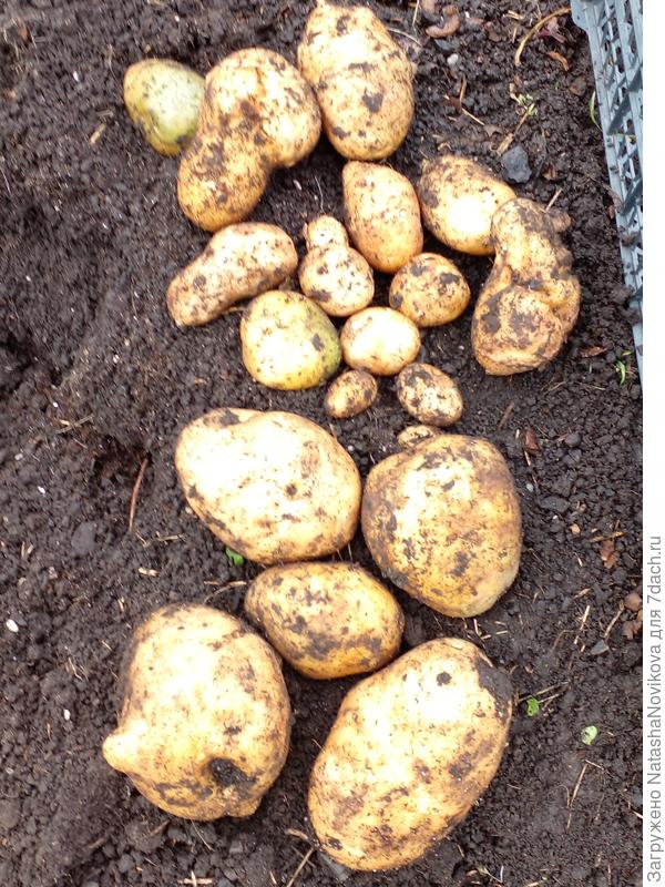 лунка четвёртая, самая плодовитая, но много мелочи и корявой картошечки