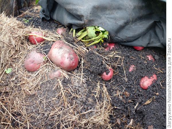 проверяю урожай))