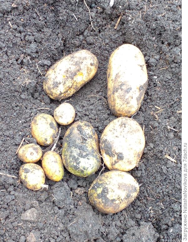 лунка первая почти отлично из глазков то))