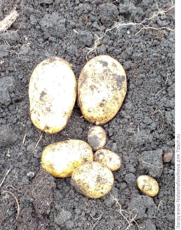 лунка вторая