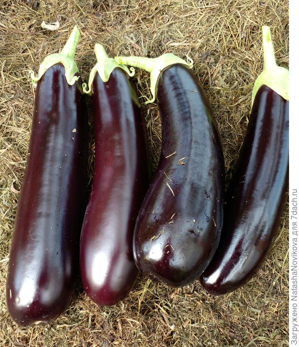 "дестан" от Аллы - чудо))