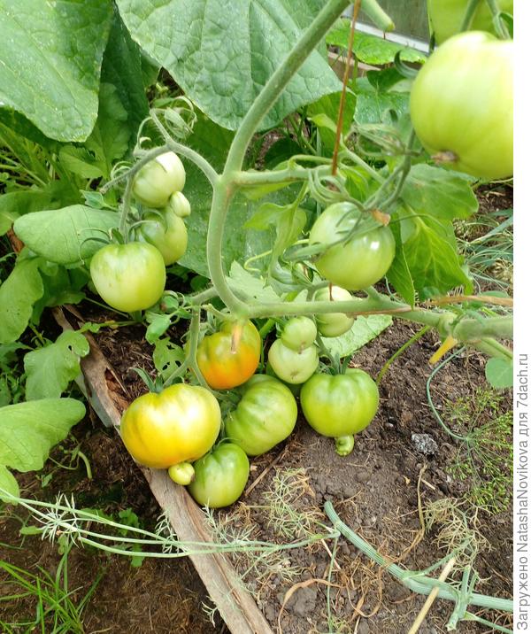 самосевка помидорка начала поспевать на корню