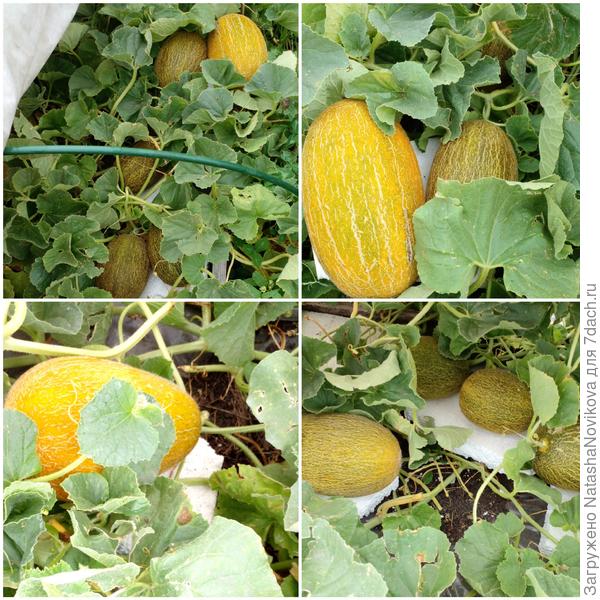 может быть успеют))