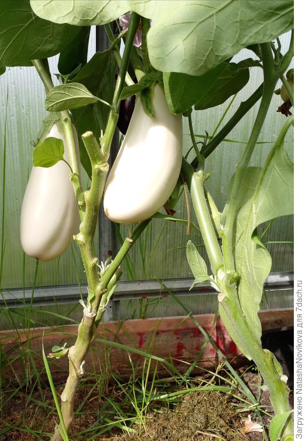 скоро лето...бабье))