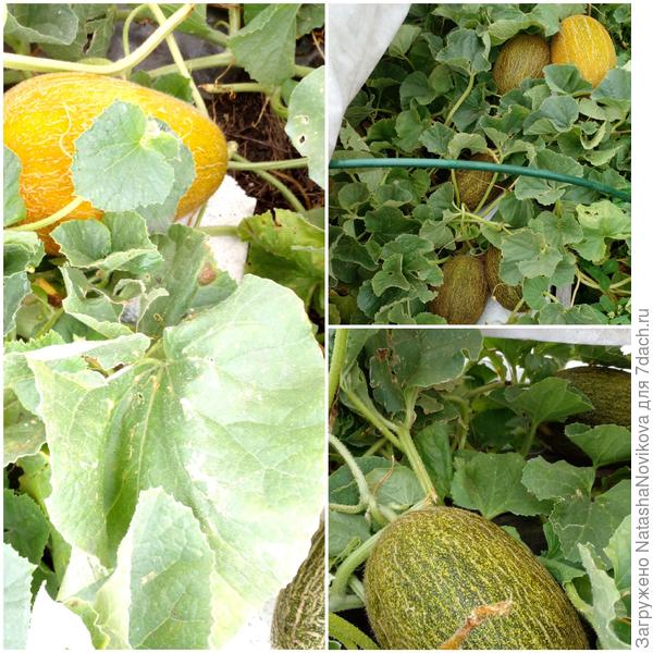 может быть завтра срежу