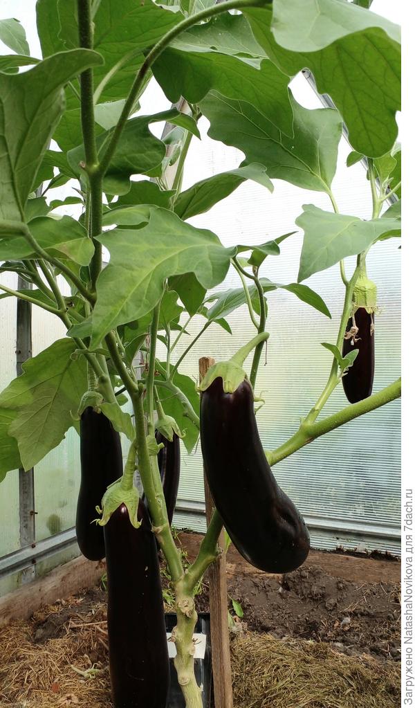 ещё подрастут))