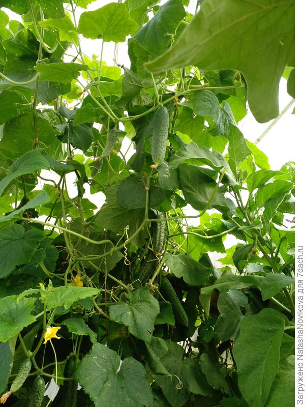 огурцы не остановить Т.Т.Т.))