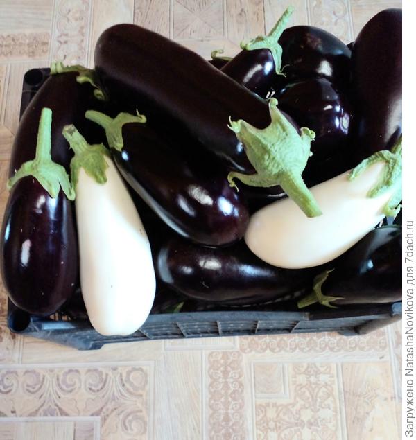 берегитесь баночки))