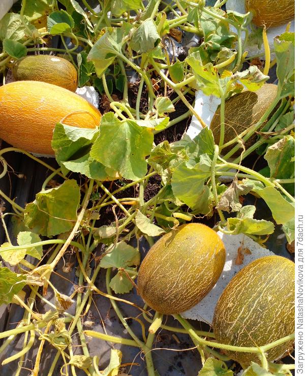 аромат над бахчёй неимоверный))