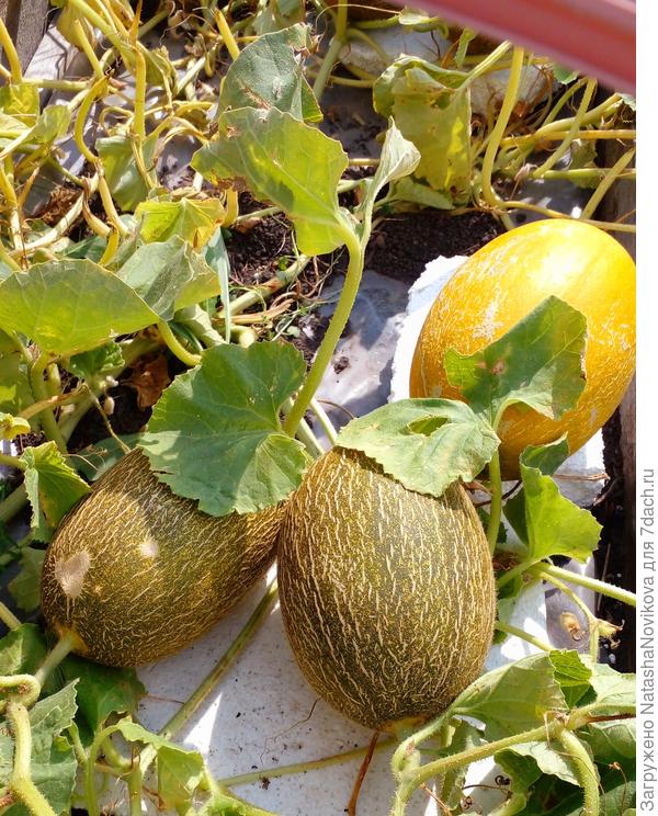 желтая сто % поспела, завтра буду резать, кушать и сфотаю