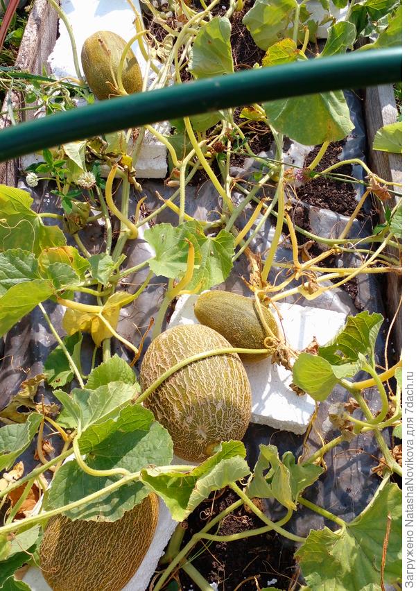 зеленые пока оставлю, на ночь укутаю))