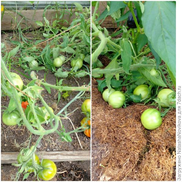 самосевка томатов, сорт не знаю, взошла на улице, росла в теплице