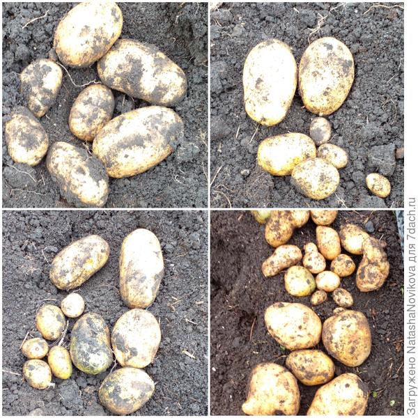 белой картошки  много позеленело