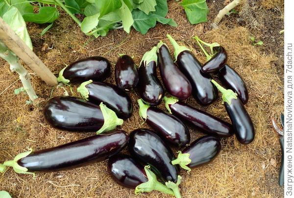 вкусная ягода - баклажаны, последний в этом сезоне сбор