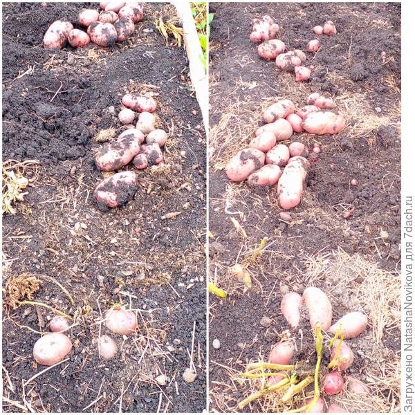 сорта &quot;розара&quot; и &quot;утро раннее&quot;