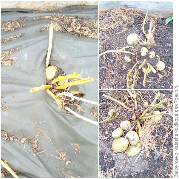 крупный картофель выпирал из под укрывного