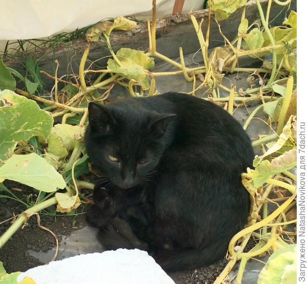 котик по прежнему греется в дыньках)) бедолажка))